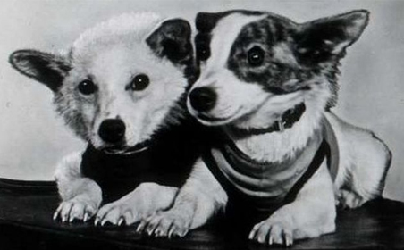54 года назад собаки Белка и Стрелка совершили полет в Космос на советском корабле «Восток»