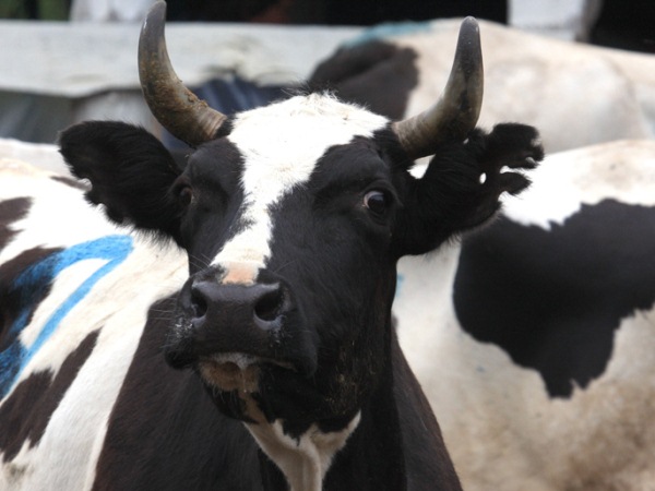 Две молочные фермы запущены на Камчатке