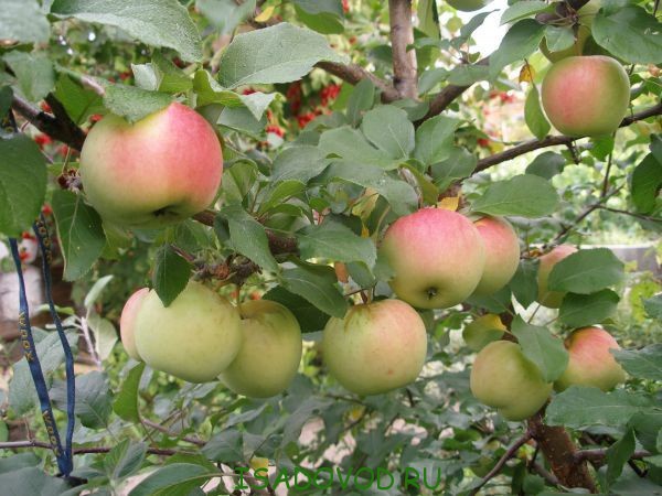 В Краснодарском крае заложены яблоневые и сливовые сады