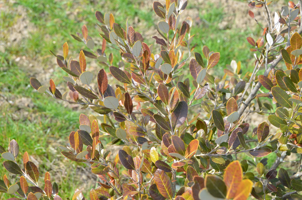 В Крыму начали выращивать оливки, хурму и зизифус