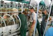 Овцеводческую ферму открыли в Краснодарском крае