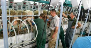 Овцеводческую ферму открыли в Краснодарском крае