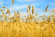Ученые Удмуртии вывели новый сорт озимой пшеницы