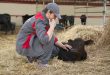 В Калининградской области «Мираторг» наращивает собственную численность поголовья рогатого скота