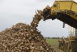 Татарстан впервые соберет 2,3 миллиона тонн сахарной свеклы