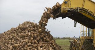 Татарстан впервые соберет 2,3 миллиона тонн сахарной свеклы