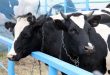 В Чувашии запущен животноводческий комплекс на 430 голов