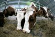 В Коми роботизированная молочная ферма введена в эксплуатацию 