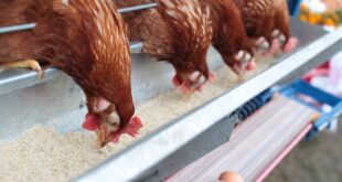 Кузбасская птицефабрика получила престижную международную награду за рекордную производительность