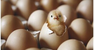 Поставка инкубационных яиц из Чехии на Ливенскую птицефабрику