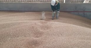 Экспорт растительной продукции из Калининграда превысил миллион тонн