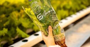 «Магнит» запускает продажу зелени собственного производства