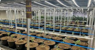 Запуск селекционно-семеноводческого центра картофеля в Орловской области