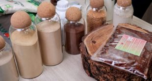 Запуск безотходного производства дигидрокверцетина на Дальнем Востоке
