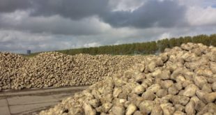 Рост производства сахара в Башкирии благодаря рекордному урожаю свеклы