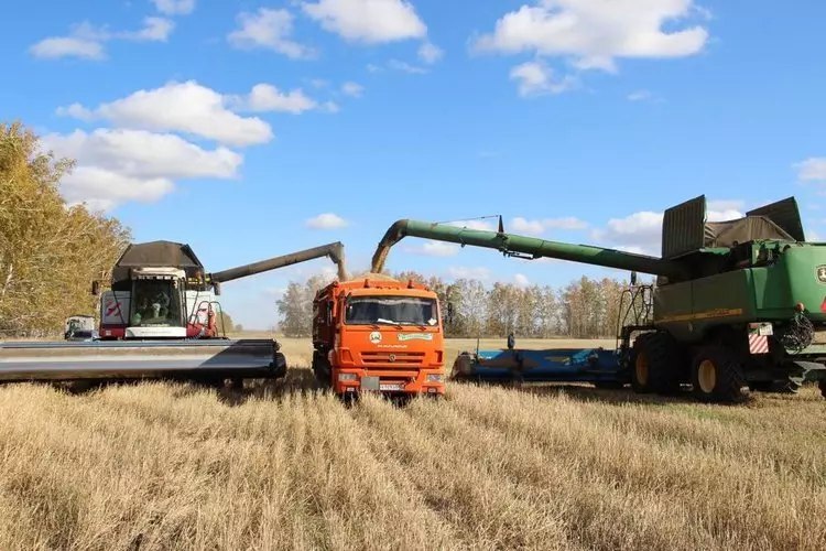 Омская область установила рекорд по сбору зерна