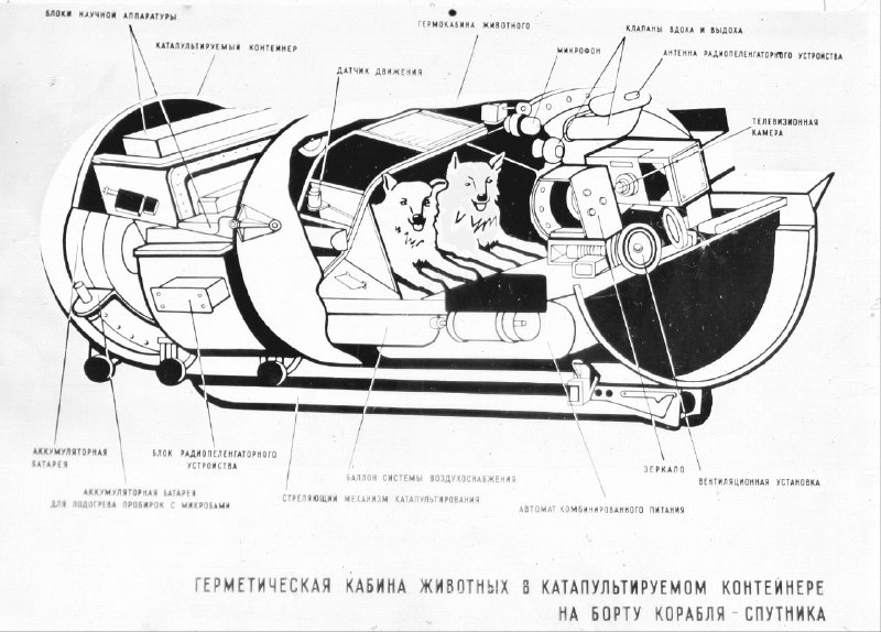 История собак-астронавтов: Жулька и Жемчужина