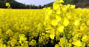 Россия впервые экспортировала агропродукцию в Китай на 1 млрд долларов за месяц