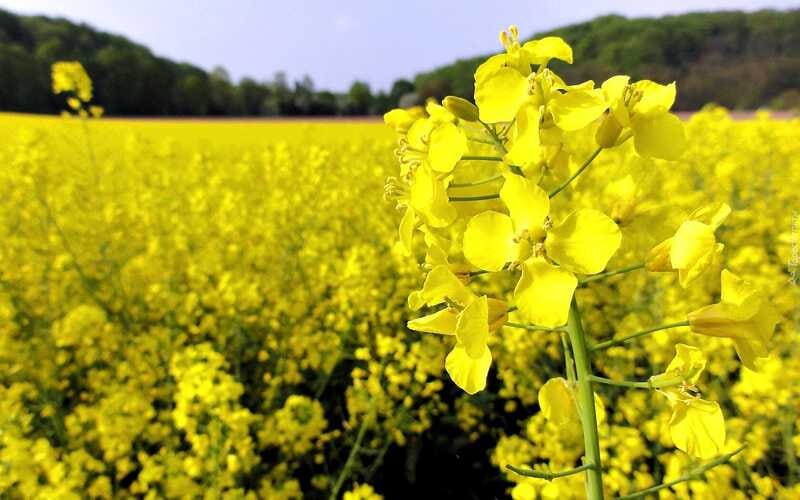 Россия достигла рекорда по экспорту сельхозпродукции в Китай