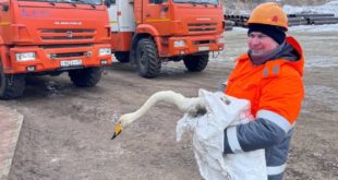 Спасение редкого лебедя-кликуна сотрудниками Янтарного комбината