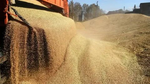 Урожай зерна в России в 2025 году достиг 139,4 млн тонн