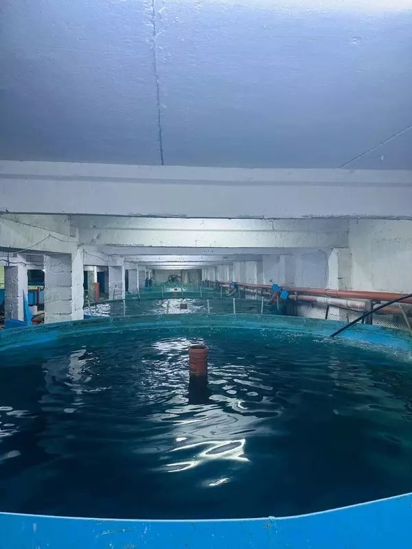 В ЛНР наладили выращивание форели и осетра в фермерском хозяйстве