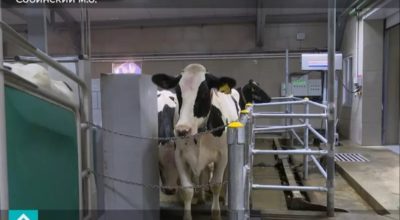 Во Владимирской области запустили новый роботизированный молочный комплекс