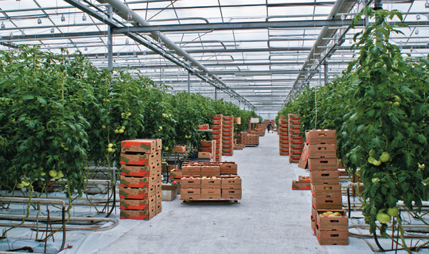 В Краснодарском крае введен в эксплуатацию 2-й пусковой комплекс крупнейшего тепличного комбината по выращиванию овощей