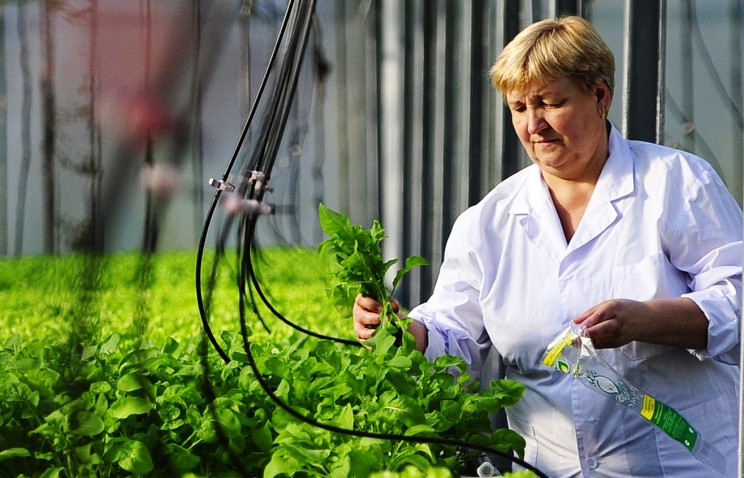 В Новосибирске создан прибор для выращивания растений по гидропонной технологии