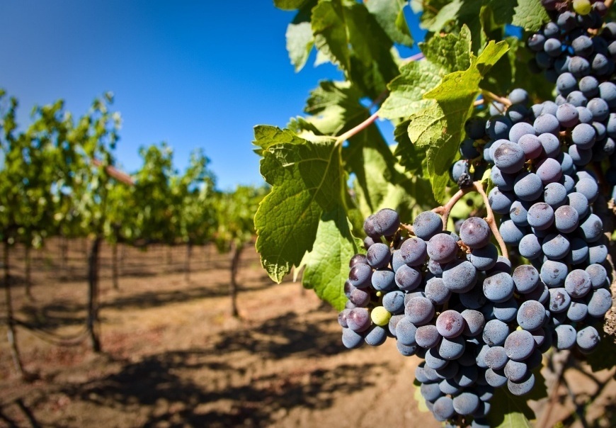В республике Дагестан заложено свыше 570 гектаров новых виноградников