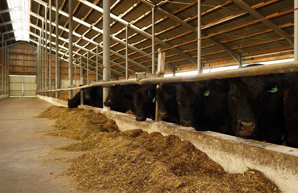 В Калининградской области поголовье скота выросло на 12,2%