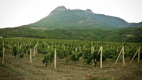 Крымские аграрии с начала года заложили почти 500га новых садов и виноградников