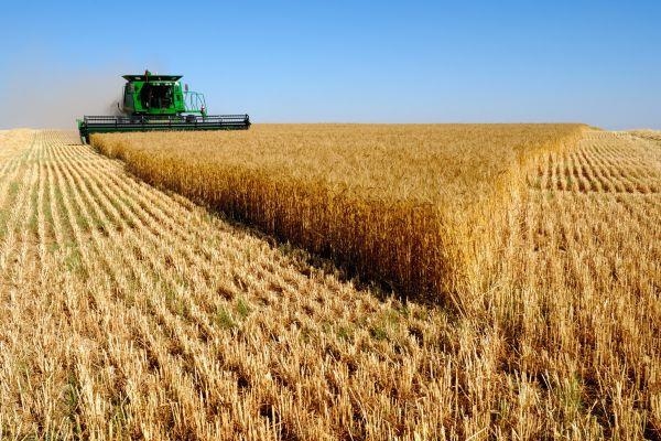 По данным Минсельхоза России уже собрано 2 млн 868 тыс. тонн зерновых и зернобобовых культур