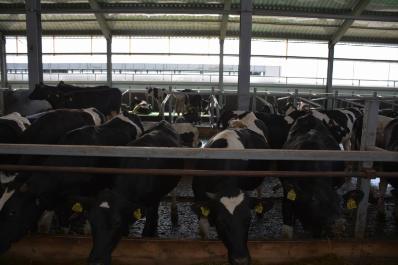 В Чувашии введён в эксплуатацию новый животноводческий комплекс на 1000 голов крупного рогатого скота