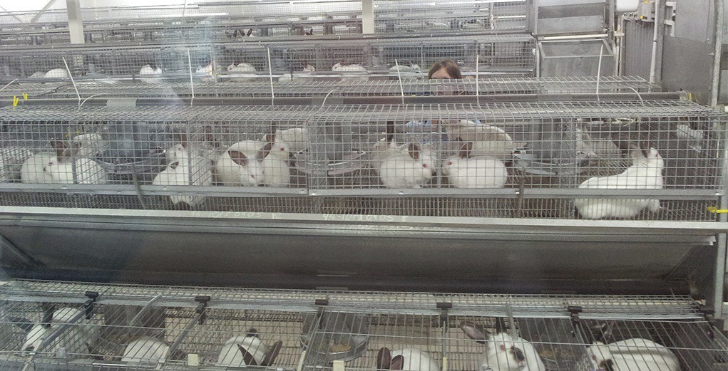 Открыта первая в Томской области автоматизированная кролиководческая ферма