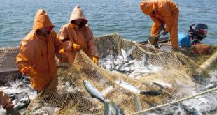 В Хабаровском крае рыбаки более чем в 2 раза перевыполнили план по вылову лососей