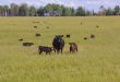 «Мираторг» продолжает увеличивать поголовье скота