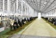 Новый молочный комплекс на 2000 коров открылся в Белгородской области