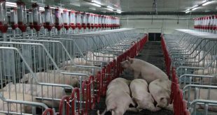 Производство свинины началось в Приморье