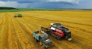 РФ в этом сельхозгоду останется мировым лидером по экспорту пшеницы