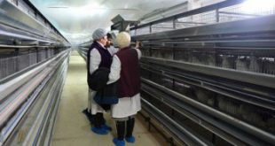 Первую в регионе перепелиную ферму открыли в Сахалинской области 