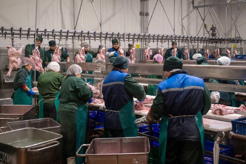 Развитие производства индейки в России