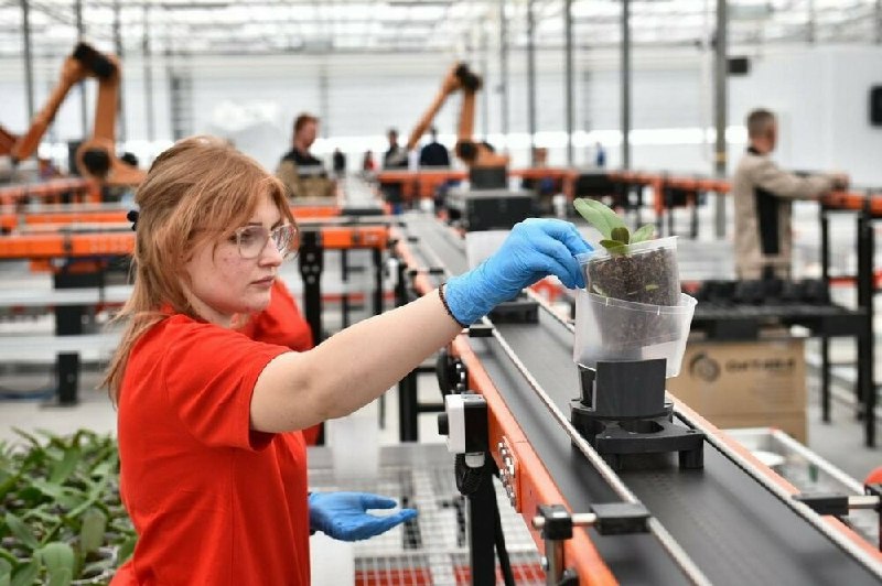В России запущено промышленное производство орхидей