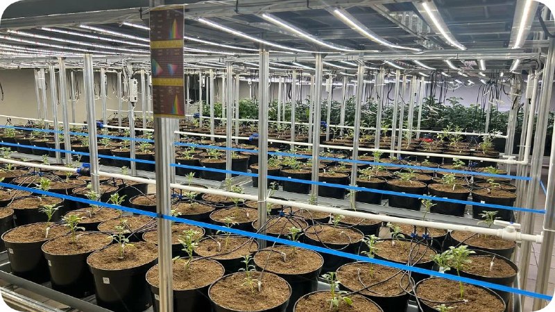 Запуск селекционно-семеноводческого центра картофеля в Орловской области