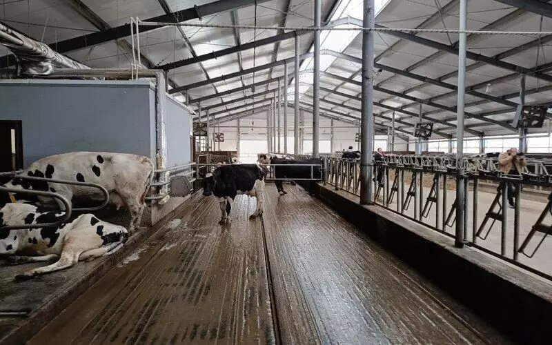 Открытие животноводческого комплекса в Ульяновской области