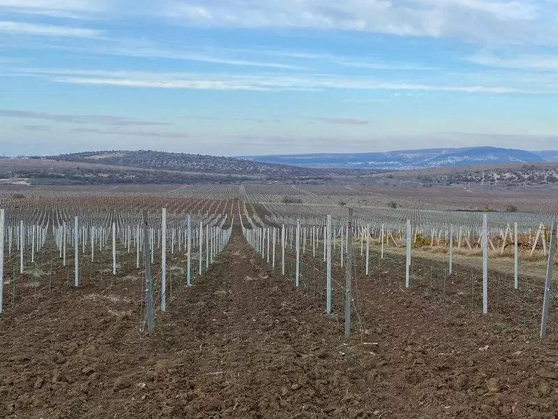 Развитие виноградарства в Крыму