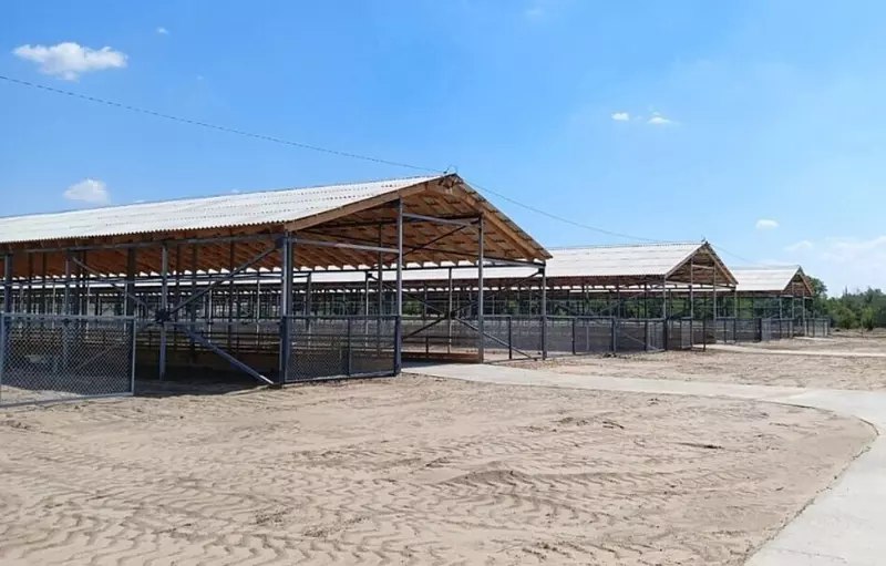 В Ростовской области открыты три новые овцефермы