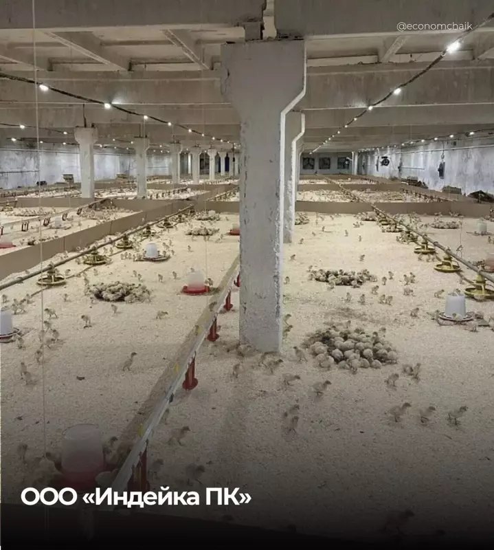 Запуск крупного комплекса по разведению индеек в Пермском крае