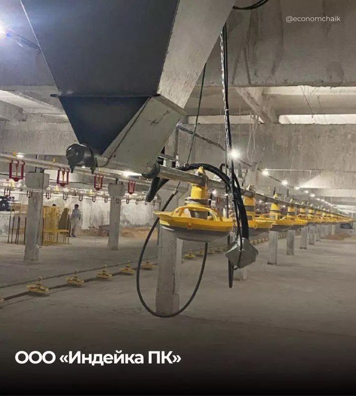 Запуск крупного комплекса по разведению индеек в Пермском крае