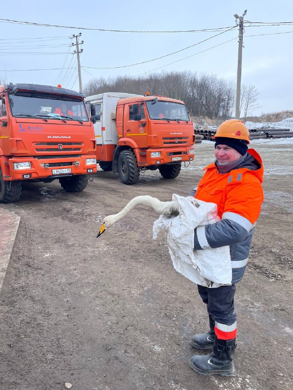Спасение редкого лебедя-кликуна сотрудниками Янтарного комбината